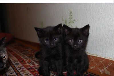 Лот: 1415309. Фото: 1. котятки. Кошки, котята