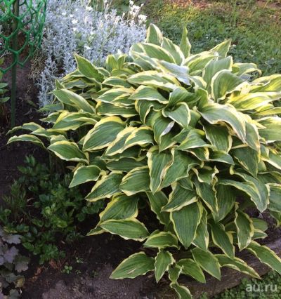 Лот: 11485807. Фото: 1. Хоста Еллоу Сплэш Рим (hosta Yellow... Садовые цветы