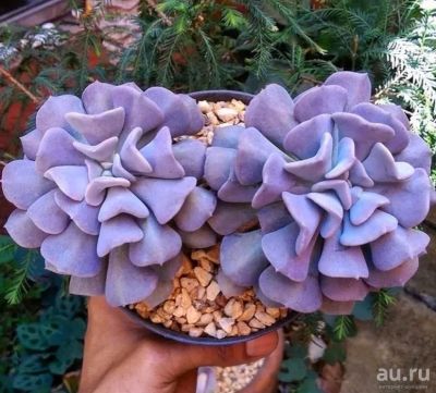 Лот: 16309780. Фото: 1. 69-Эхеверия Cubic Frost-суккулент. Горшечные растения и комнатные цветы
