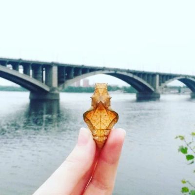 Лот: 7819127. Фото: 1. Куколка бабочки - бабочка родится... Другое (растения и животные)