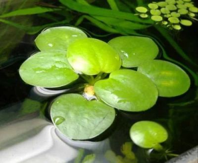 Лот: 3826544. Фото: 1. Лимнобиум. Водные растения