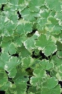 Лот: 1551882. Фото: 1. Hydrocotyle sib. Variegata (горшок... Водные растения