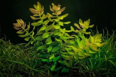 Лот: 9006538. Фото: 1. Бакопа Каролинская Bacopa caroliniana... Водные растения
