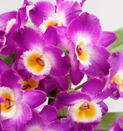 Лот: 15157475. Фото: 1. Орхидея Дендробиум Нобиле Акатсуки. Горшечные растения и комнатные цветы