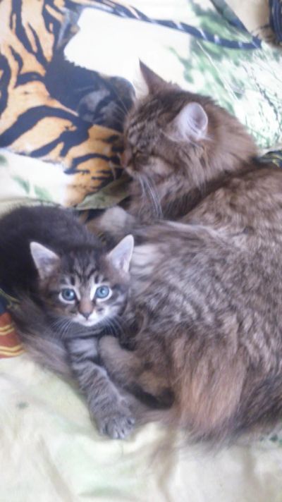 Лот: 7656283. Фото: 1. Кошечка в добрые руки!. Кошки, котята