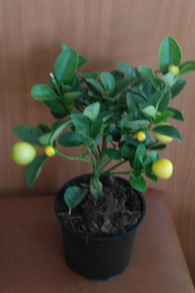Лот: 3796965. Фото: 1. Каламандин последний куст. Горшечные растения и комнатные цветы