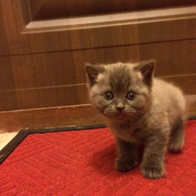 Лот: 3808825. Фото: 1. Красивый шотландский котенок. Кошки, котята