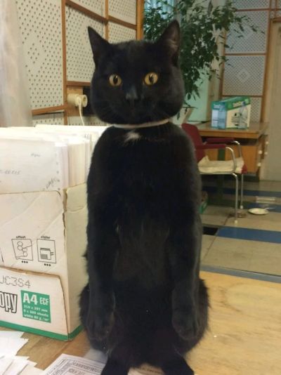 Лот: 12656284. Фото: 1. Отдадим котика!. Кошки, котята
