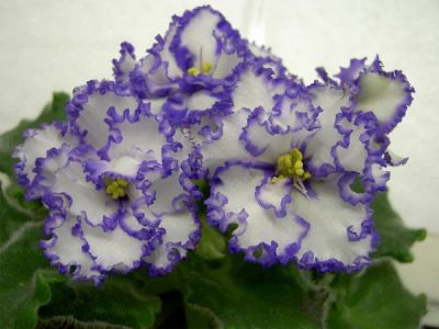 Лот: 6702665. Фото: 1. Фиалка Iceberg (Lyndon Lyon Greenhouses... Горшечные растения и комнатные цветы