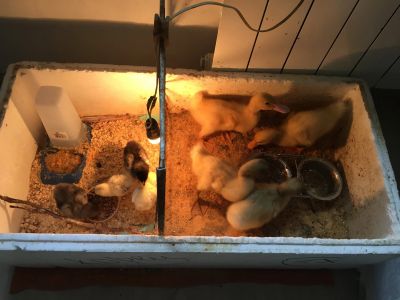 Лот: 16283700. Фото: 1. Инкубатор с птицей (4цыпленка... Птицы