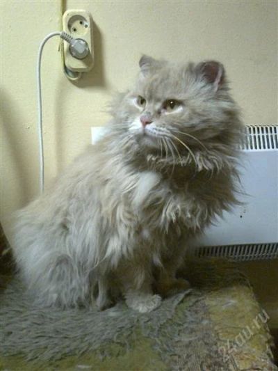 Лот: 2615263. Фото: 1. красавчик нуждается в доме. Кошки, котята