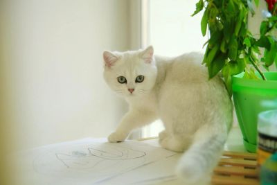 Лот: 4676644. Фото: 1. Британский котёнок (девочка 4... Кошки, котята