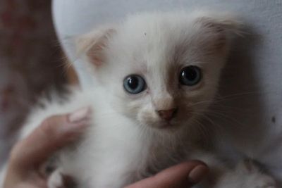 Лот: 8228076. Фото: 1. Вислоухий котёнок. Кошки, котята
