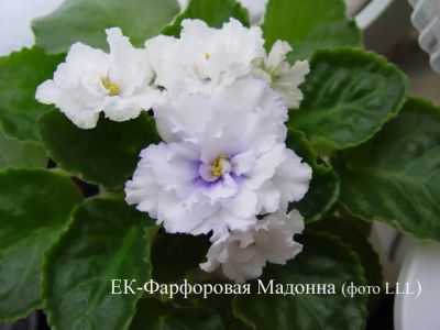 Лот: 3060803. Фото: 1. Укорененый лист фиалки "Фарфоровая... Горшечные растения и комнатные цветы