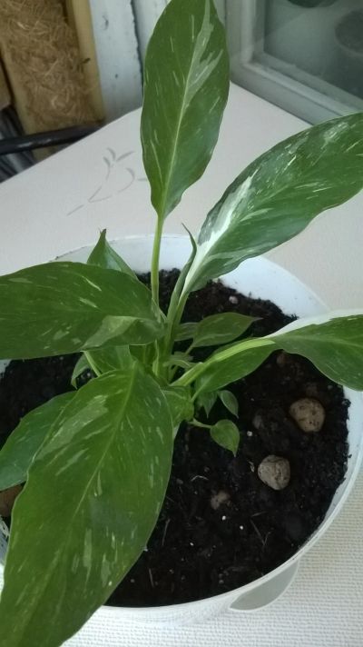 Лот: 12142657. Фото: 1. Продам спатифиллум Домино. Горшечные растения и комнатные цветы