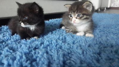 Лот: 5918149. Фото: 1. шотландские котята. Кошки, котята