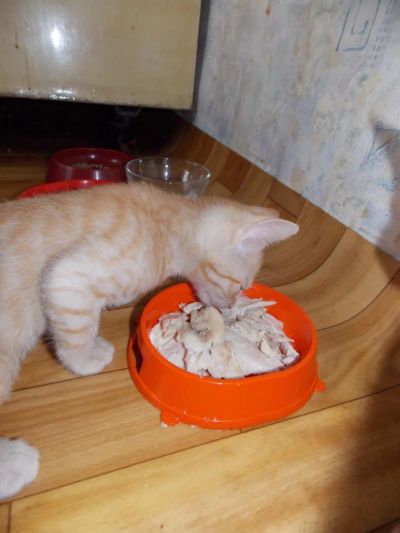 Лот: 4280800. Фото: 1. подарю клевых котят=))). Кошки, котята