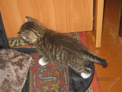 Лот: 1062821. Фото: 1. отдам котят в хорошие руки. Остальные животные