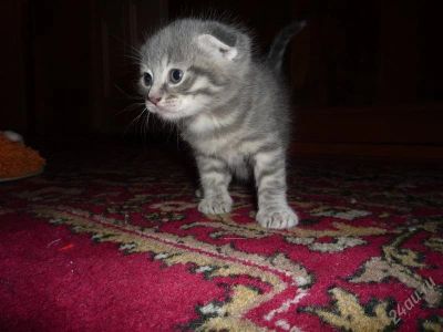 Лот: 1298434. Фото: 1. котята вислоушастики. Кошки, котята