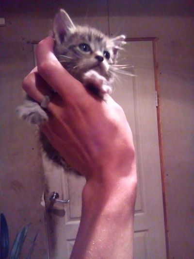 Лот: 8182722. Фото: 1. Отдам котят. Кошки, котята