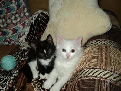 Лот: 653278. Фото: 1. Коты. Остальные животные