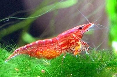Лот: 1974114. Фото: 1. креветки черри (Neocaridina Heteropoda... Моллюски, ракообразные, кораллы