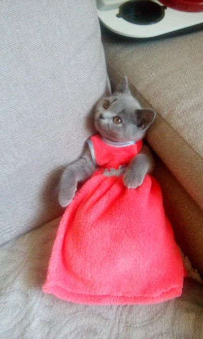 Лот: 7094341. Фото: 1. Британская кошечка- моделька. Кошки, котята
