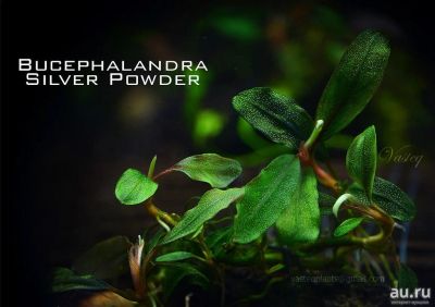 Лот: 14977328. Фото: 1. Буцефаландра Bucephalandra (sp... Водные растения