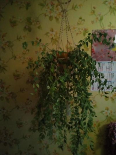 Лот: 9519347. Фото: 1. Хойя Белла(прекрасная). Горшечные растения и комнатные цветы