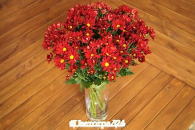Лот: 8384239. Фото: 1. цветы. Хризантема Merlot № 736... Свежие цветы