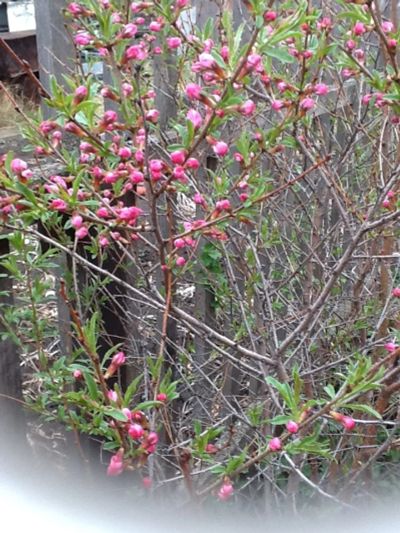 Лот: 4017421. Фото: 1. саженец миндаля. Другое (семена, рассада, садовые растения)