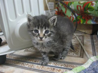 Лот: 3325103. Фото: 1. Котята. Кошки, котята
