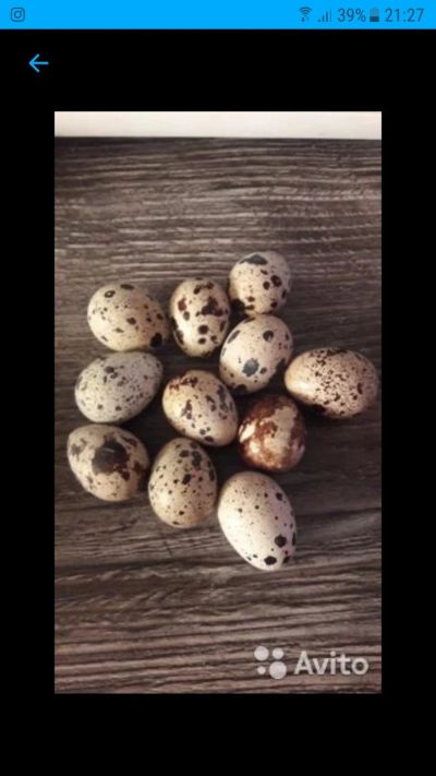 Лот: 14407069. Фото: 1. Яйцо перепелиное 10 штук. Мясо, птица, яйцо