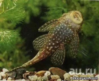 Лот: 9496503. Фото: 1. Анцитрусы. Рыбки