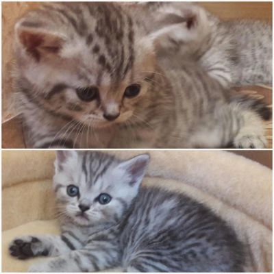 Лот: 9807488. Фото: 1. Животные. Кошки, котята
