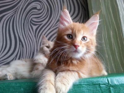 Лот: 7197387. Фото: 1. Котята мейн-куна. Кошки, котята