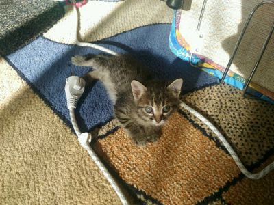 Лот: 8075166. Фото: 1. Чудесный котёнок. Кошки, котята