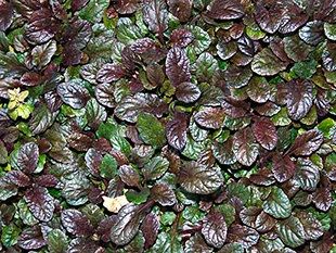 Лот: 1165104. Фото: 1. Живучка ползучая Atropurpurea. Садовые цветы