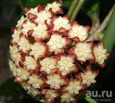 Лот: 13558840. Фото: 1. Хойя Hoya finlaysonii /EPC 58. Горшечные растения и комнатные цветы