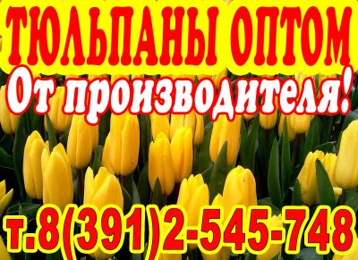 Лот: 1503331. Фото: 1. Шикарные тюльпаны EXTRA+ оптом... Другое (готовый бизнес)