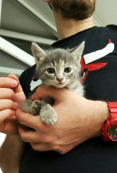 Лот: 9620705. Фото: 1. Котенок девочка, 1,5 месяца. Кошки, котята