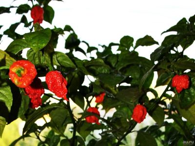 Лот: 11281397. Фото: 1. Семена Carolina Reaper, Каролина... Ягоды