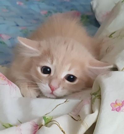 Лот: 21543279. Фото: 1. Бежевый рыжий котенок. Кошки, котята