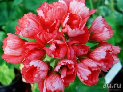 Лот: 15274457. Фото: 1. Тюльпановидная пеларгония Fringed... Горшечные растения и комнатные цветы