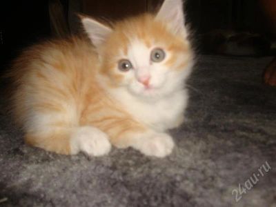 Лот: 520809. Фото: 1. 2 прелестных кошечки. Остальные животные