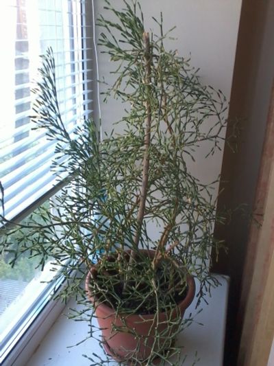 Лот: 11964103. Фото: 1. Экзотическое растение кактус Хатиора. Горшечные растения и комнатные цветы