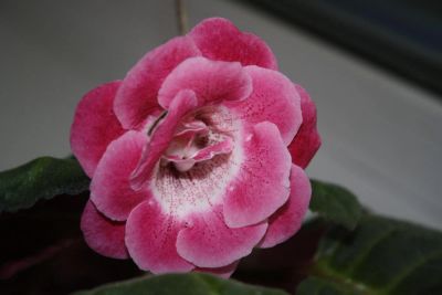 Лот: 4278448. Фото: 1. 2 махровые глоксинии в одном горшке... Горшечные растения и комнатные цветы