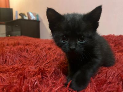 Лот: 24613146. Фото: 1. Котята. Кошки, котята
