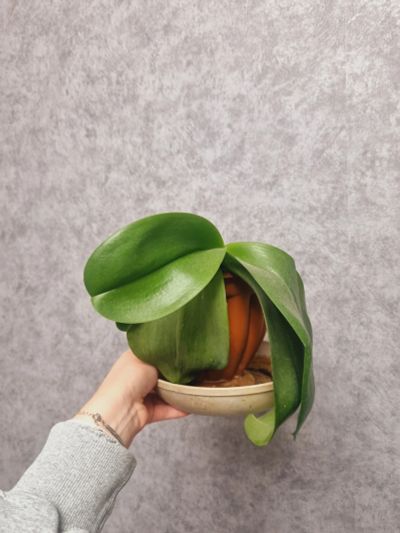 Лот: 23559955. Фото: 1. Орхидея. Горшечные растения и комнатные цветы