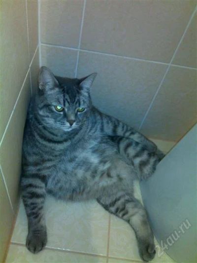 Лот: 2657616. Фото: 1. Отдам кота, британца. Кошки, котята
